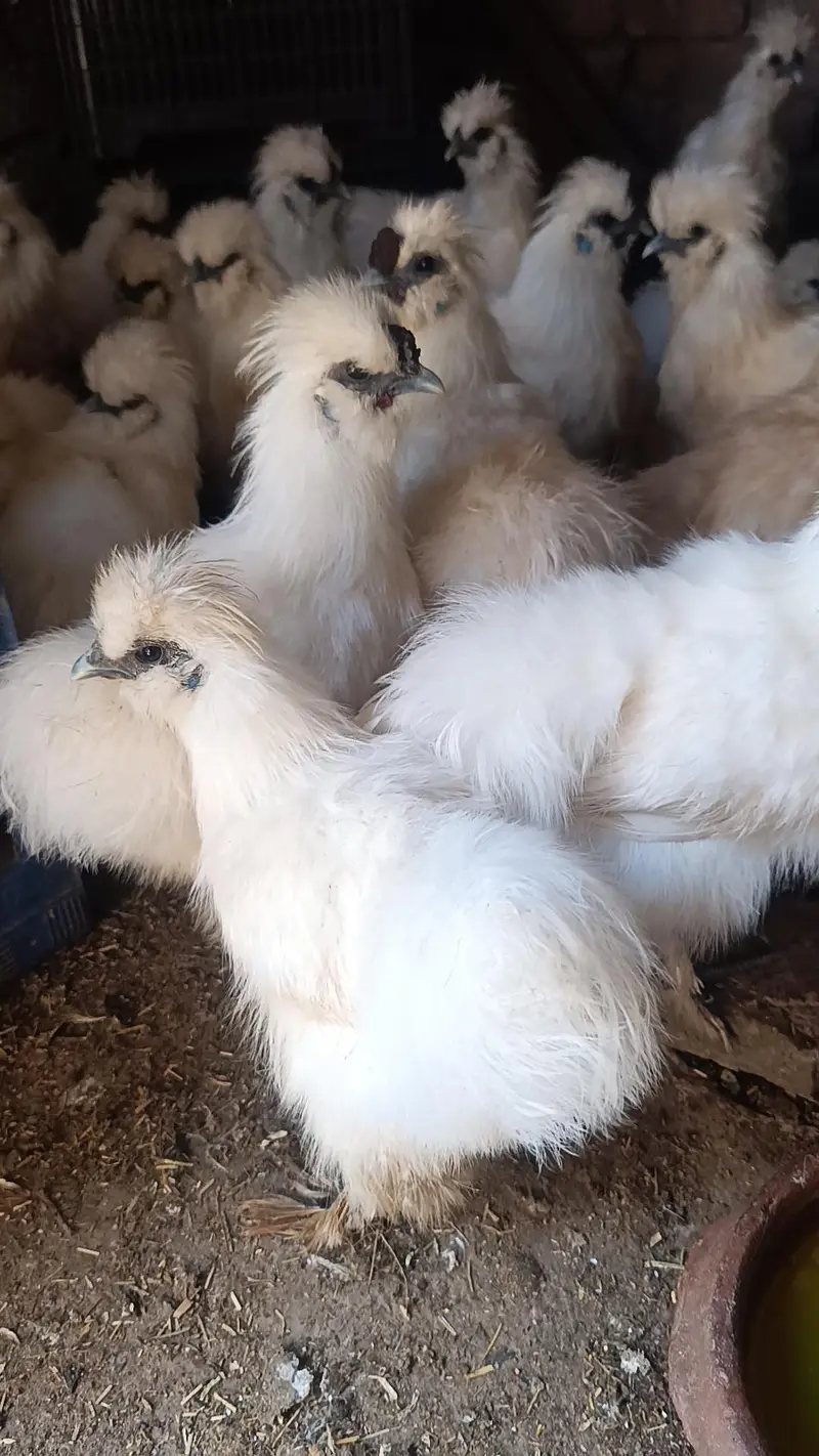 Silkie male — photo 2
