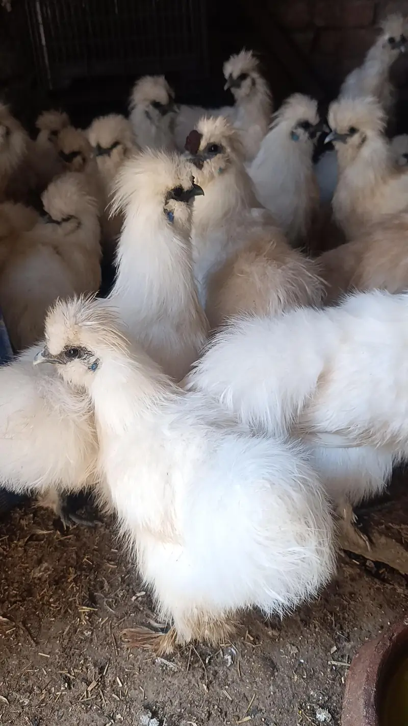 Silkie male — photo 3