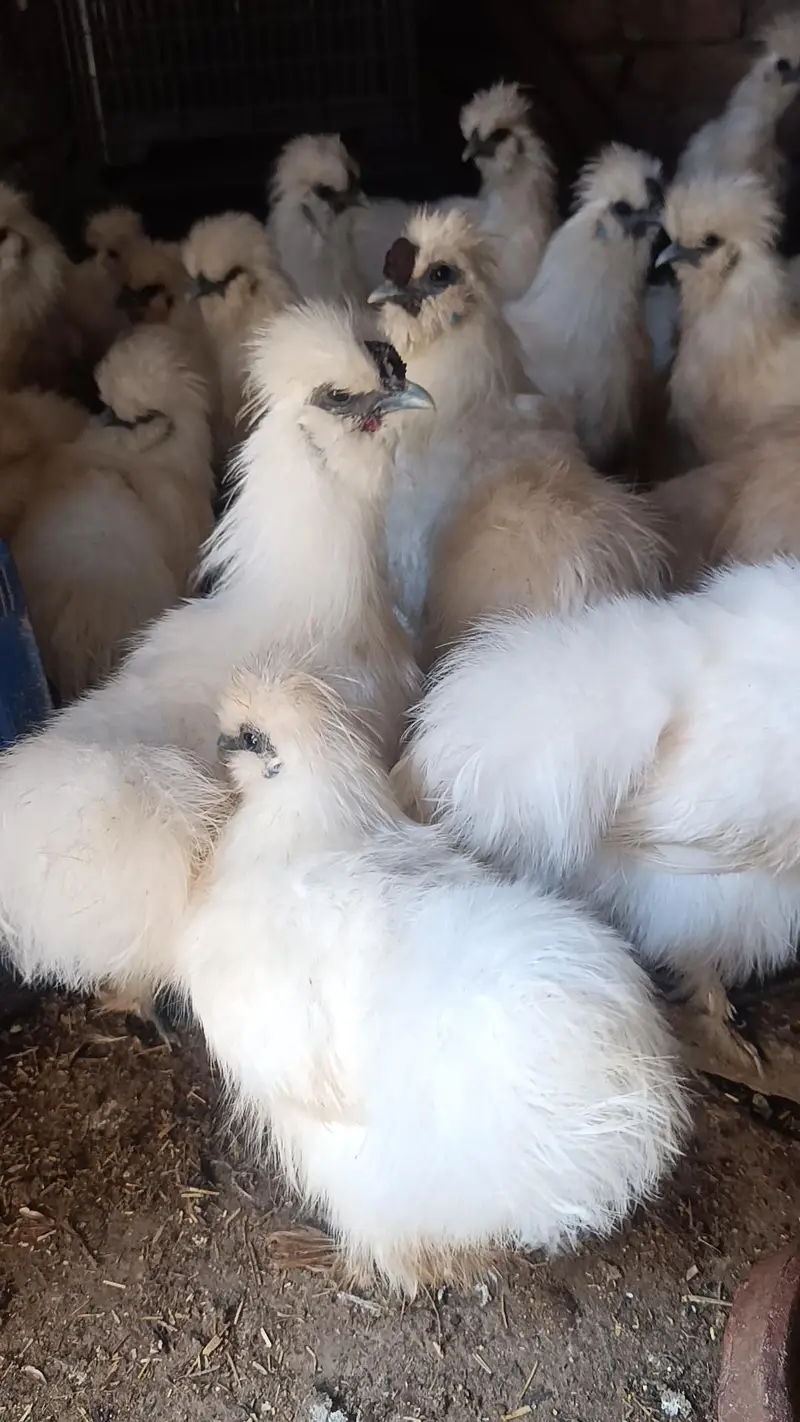 Silkie male — photo 4
