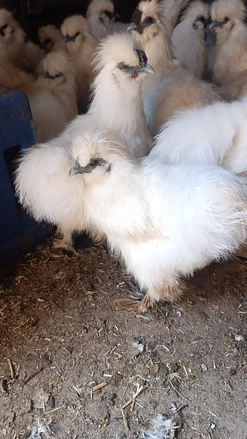 Silkie male — photo 5