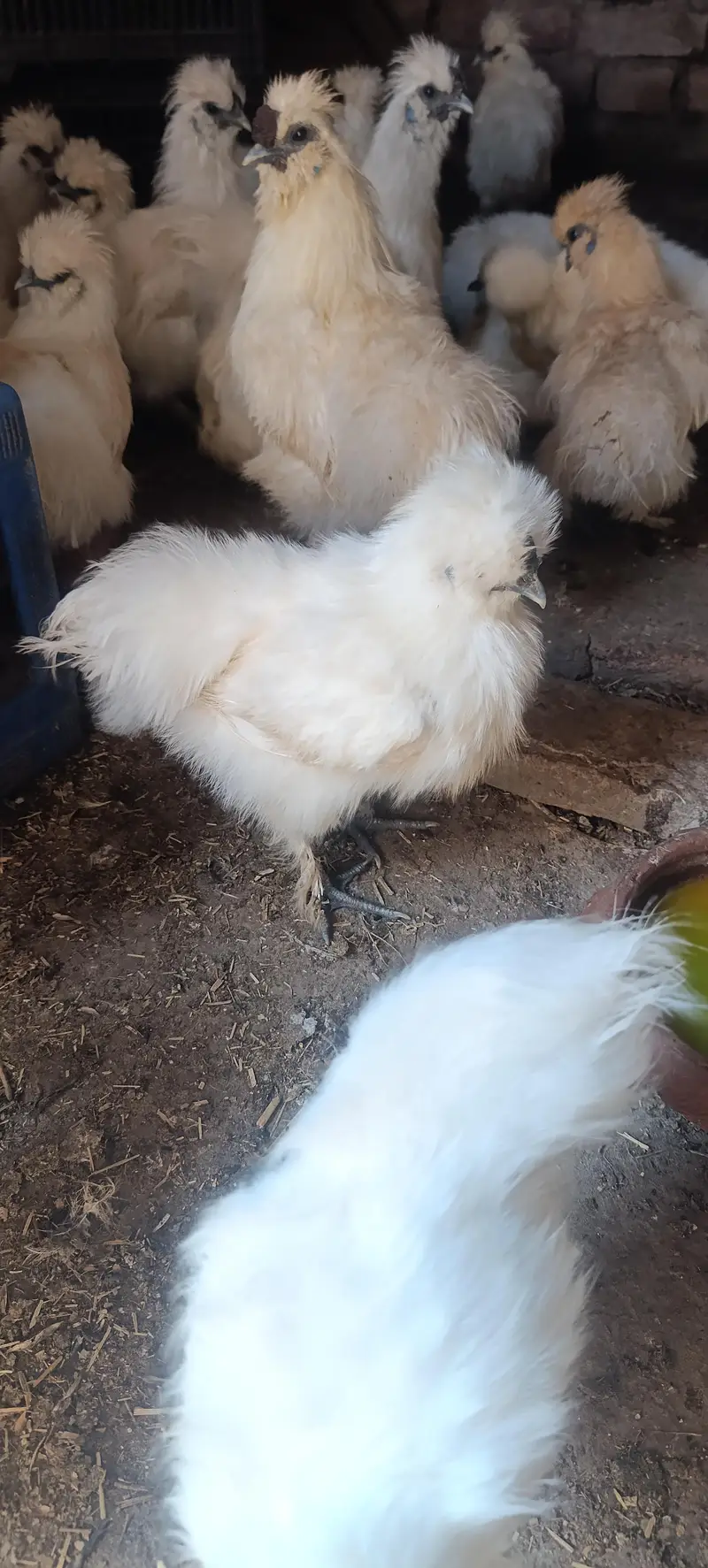 Silkie male — photo 6