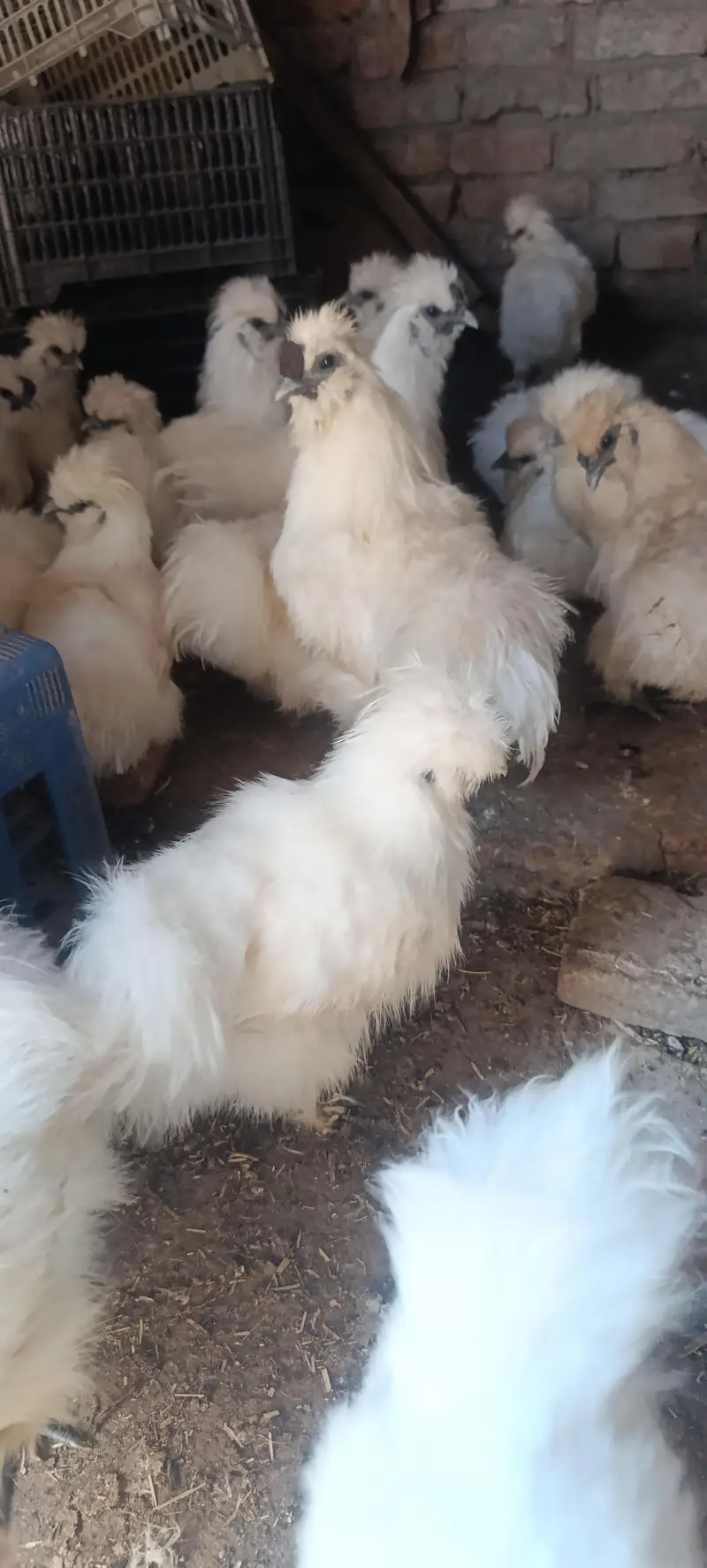 Silkie male — photo 7