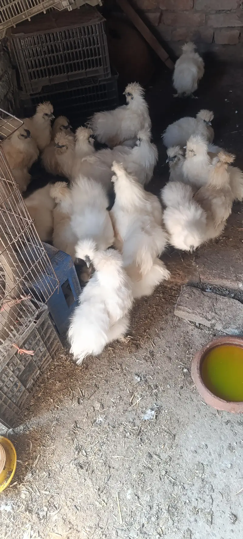 Silkie male — photo 8