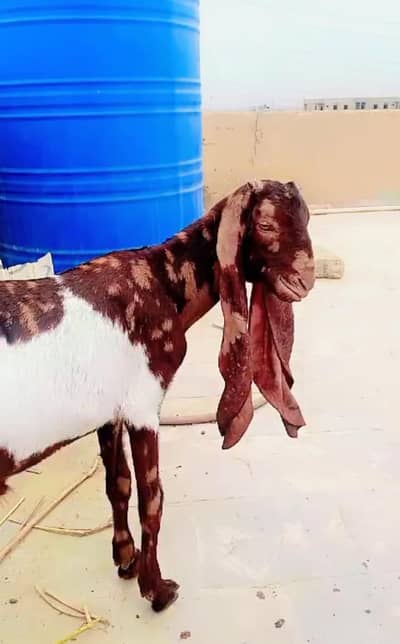 kamori bakra male