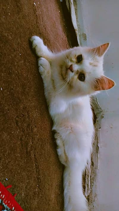 pure Persian triple coat baby kitten
