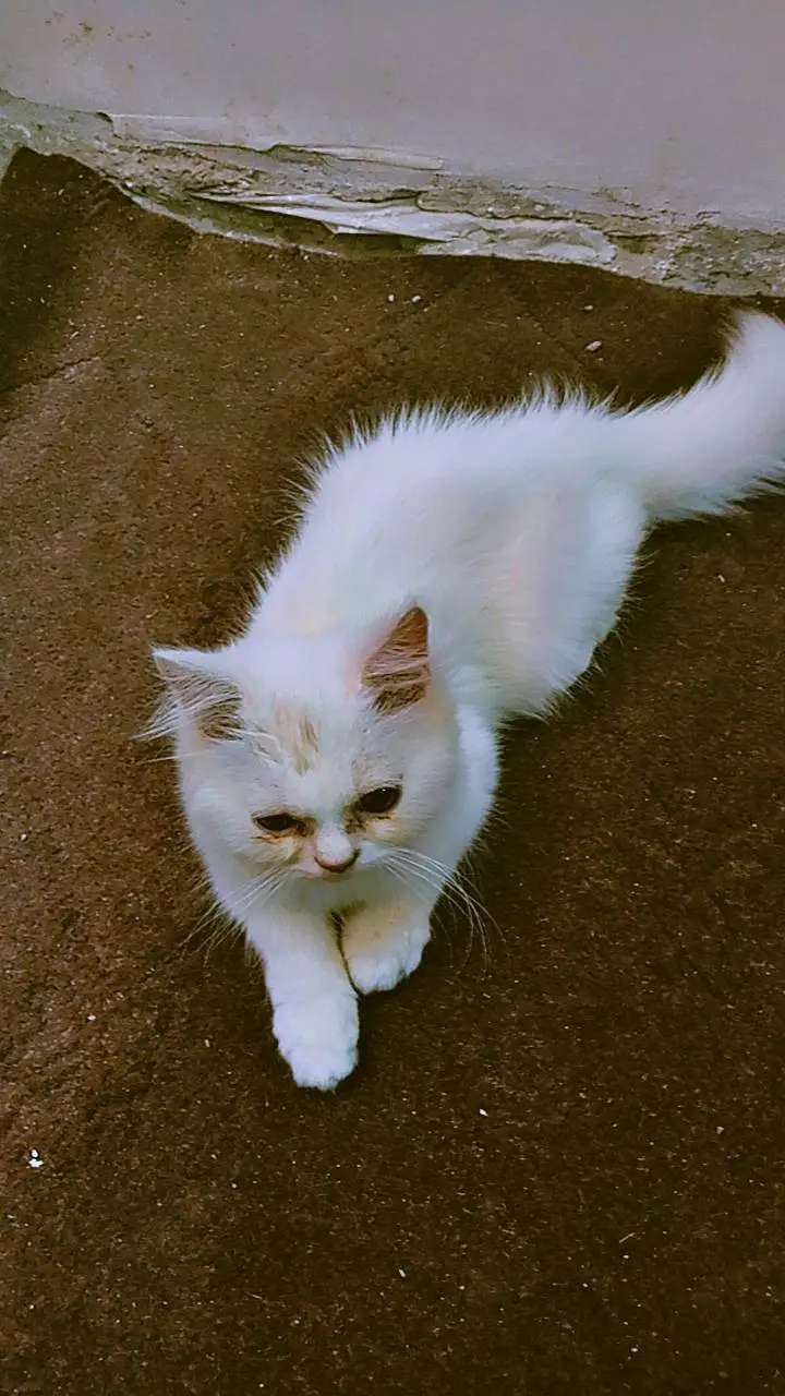 pure Persian triple coat baby kitten — photo 2