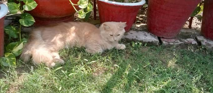 Persian cats for sale