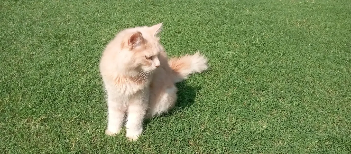 Persian cats for sale — photo 2