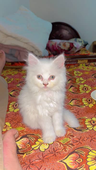 Kitten cat for sell