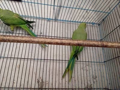 Parrot