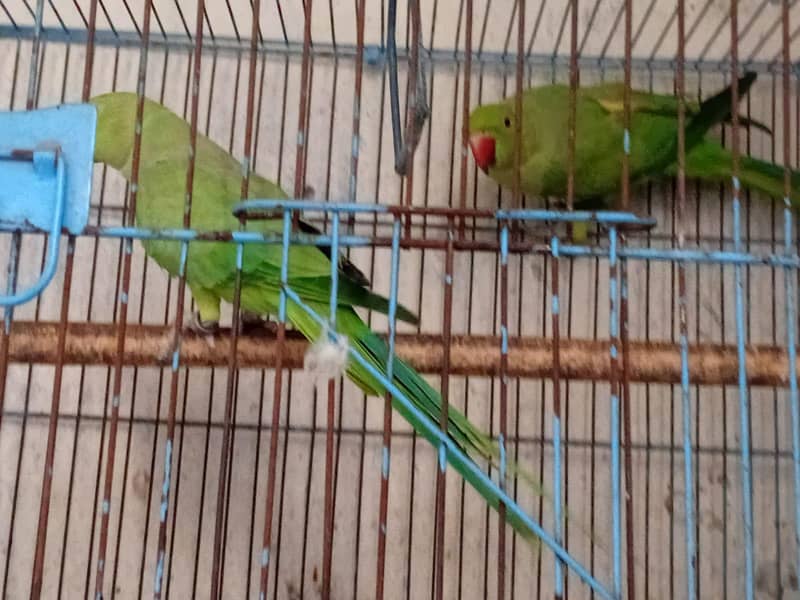 Parrot 1