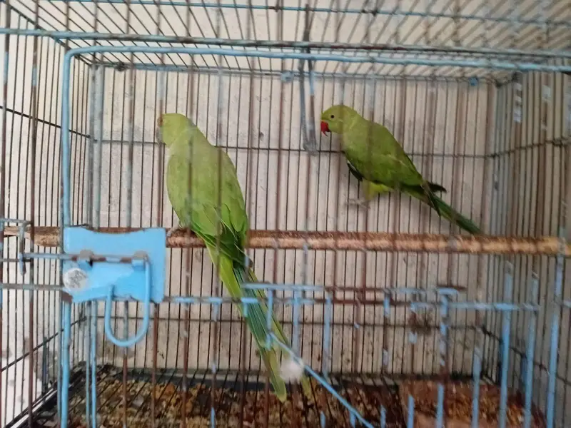 Parrot — photo 3