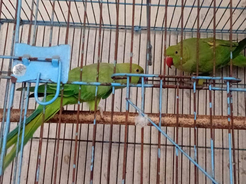 Parrot 3