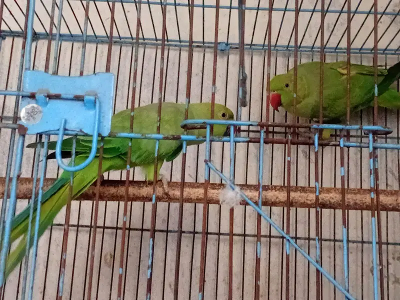 Parrot — photo 4
