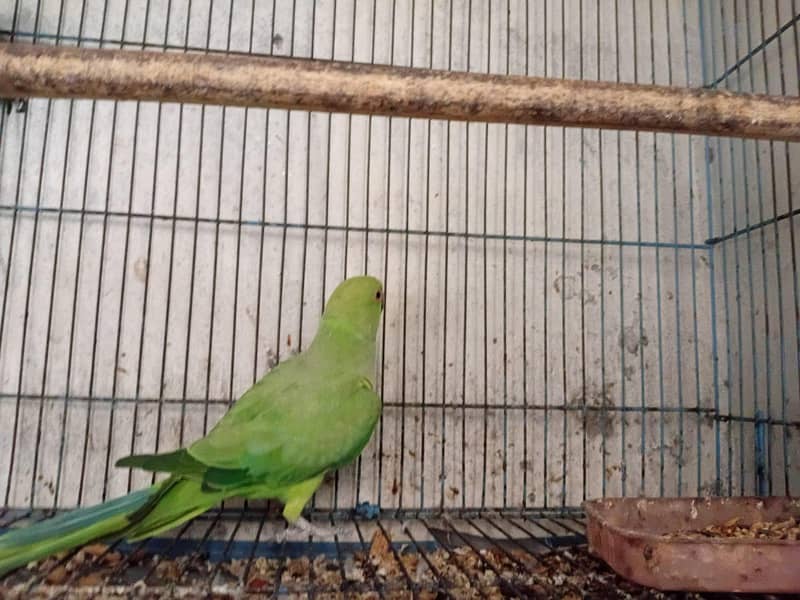 Parrot 4