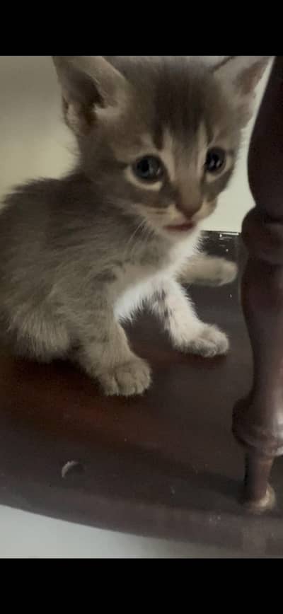 kittens for adoption