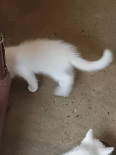 Persian Male Kitten