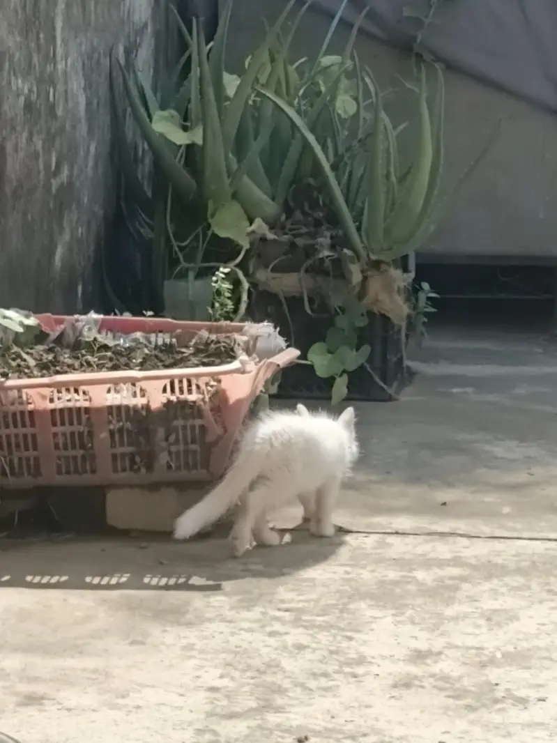 Persian Male Kitten — photo 2