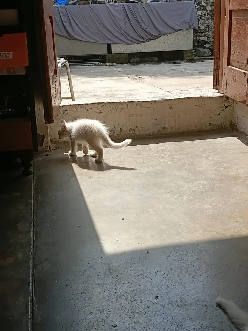 Persian Male Kitten — photo 3