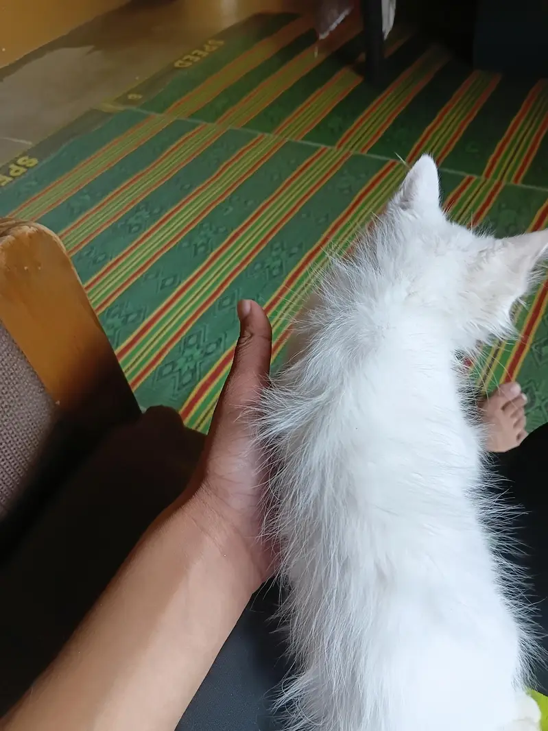 Persian Male Kitten — photo 4