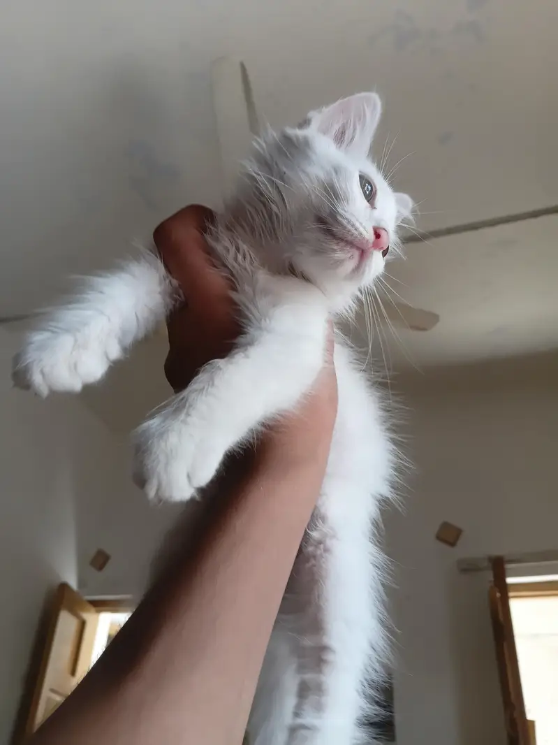 Persian Male Kitten — photo 6