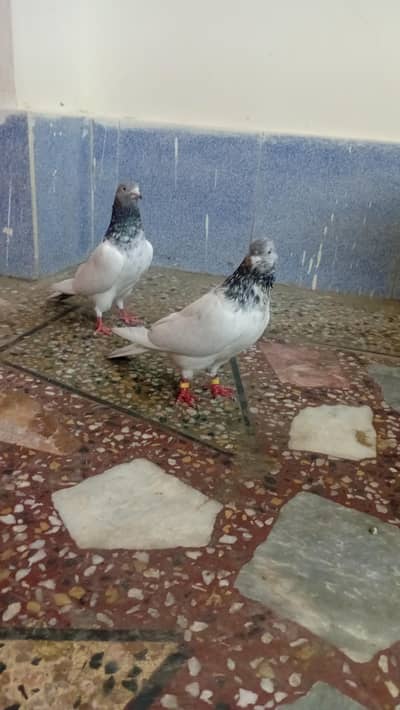 Golden and piplan wala pair for sale