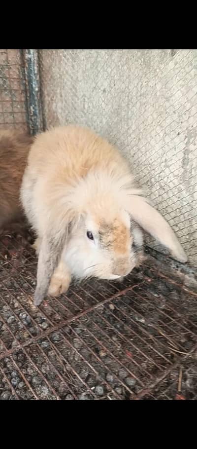 Hiland loop Breeder female