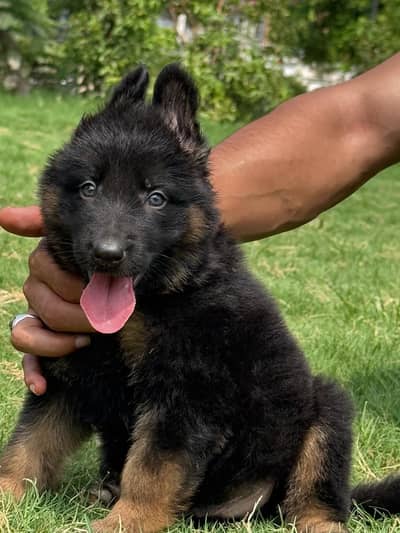 German shepherd puppies long ceat pair high quality best puppies for