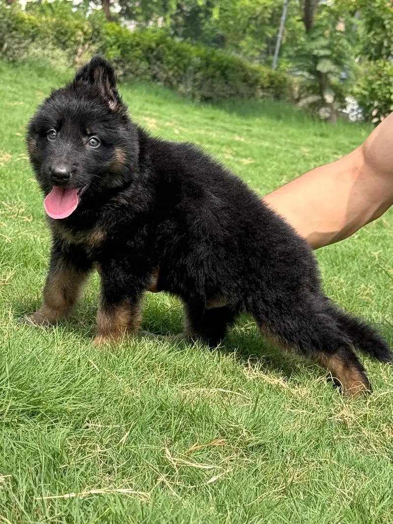 German shepherd puppies long ceat pair high quality best puppies for — photo 2