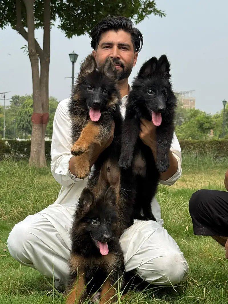 German shepherd puppies long ceat pair high quality best puppies for — photo 4