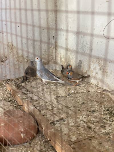 Finches and dove