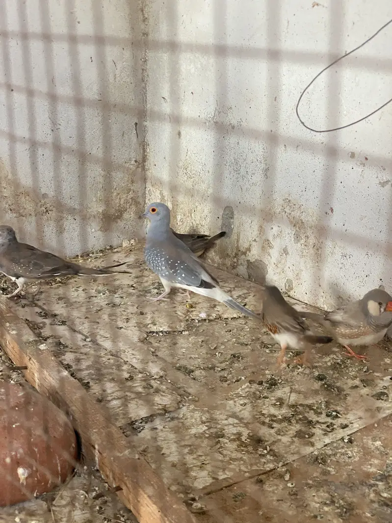 Finches and dove — photo 2