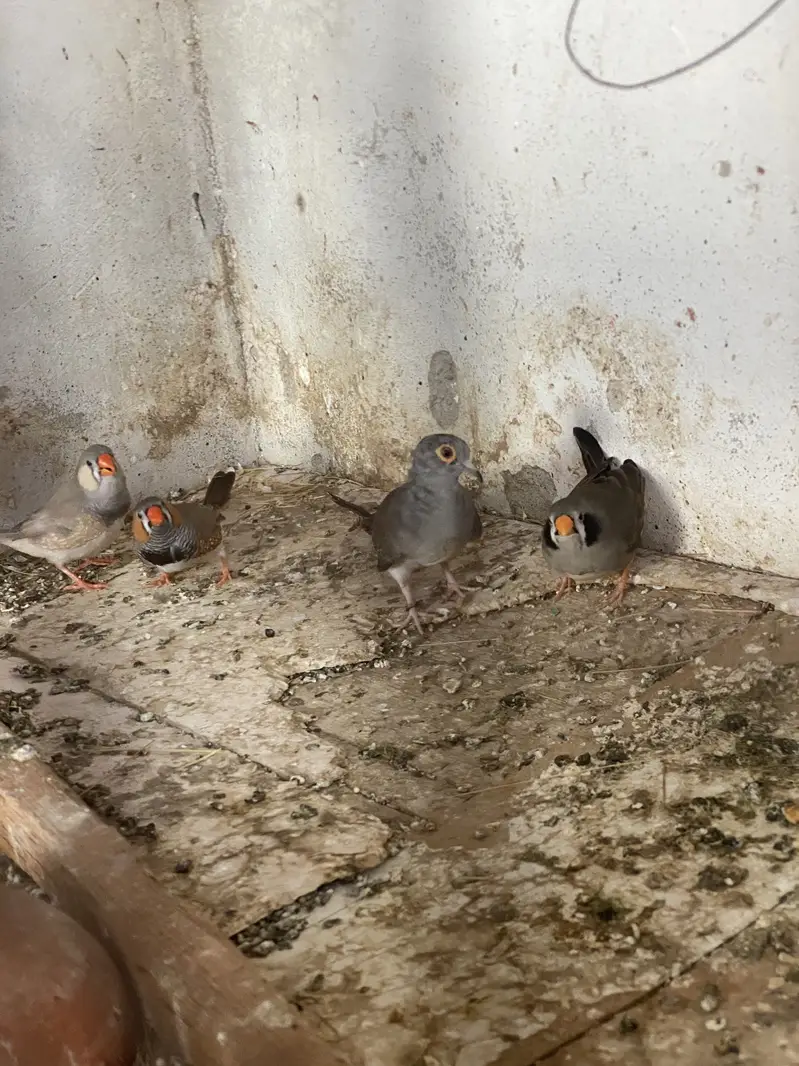 Finches and dove — photo 3