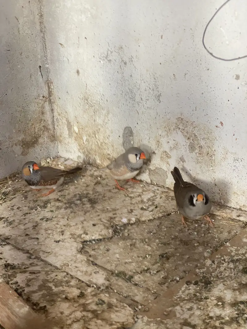 Finches and dove — photo 4