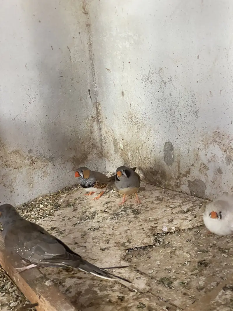 Finches and dove — photo 5