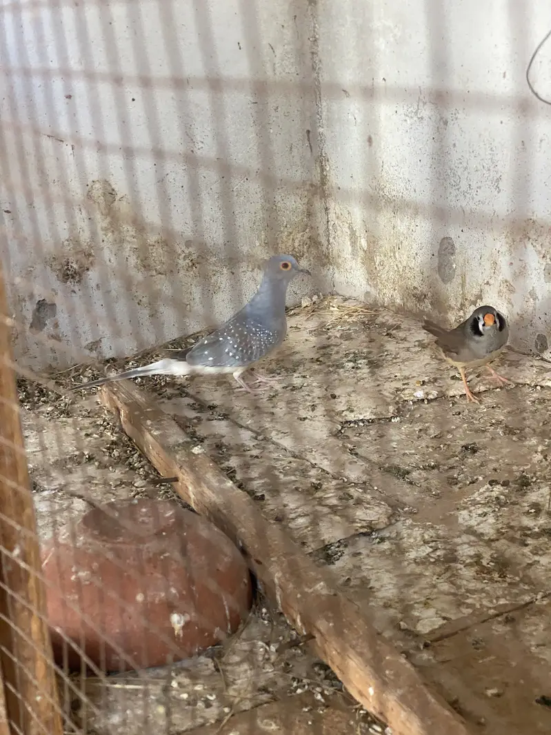 Finches and dove — photo 6