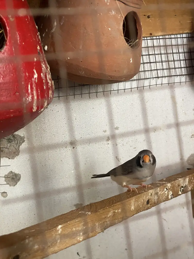 Finches and dove — photo 7