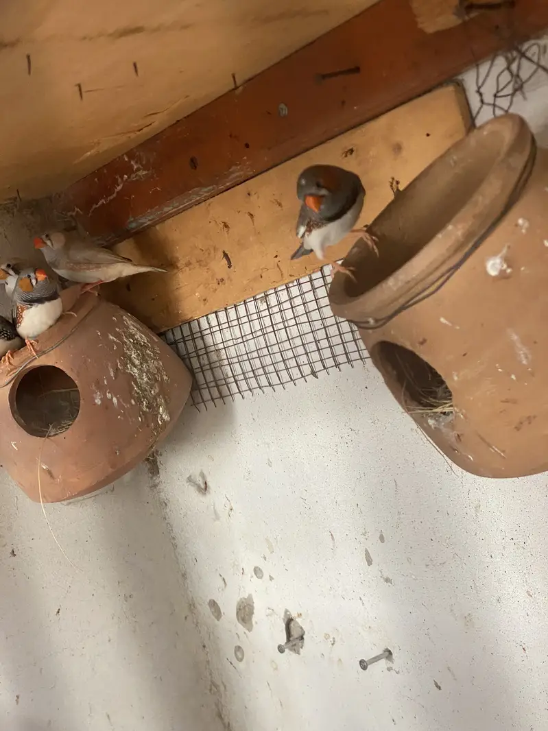 Finches and dove — photo 8
