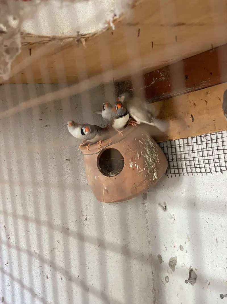 Finches and dove — photo 9