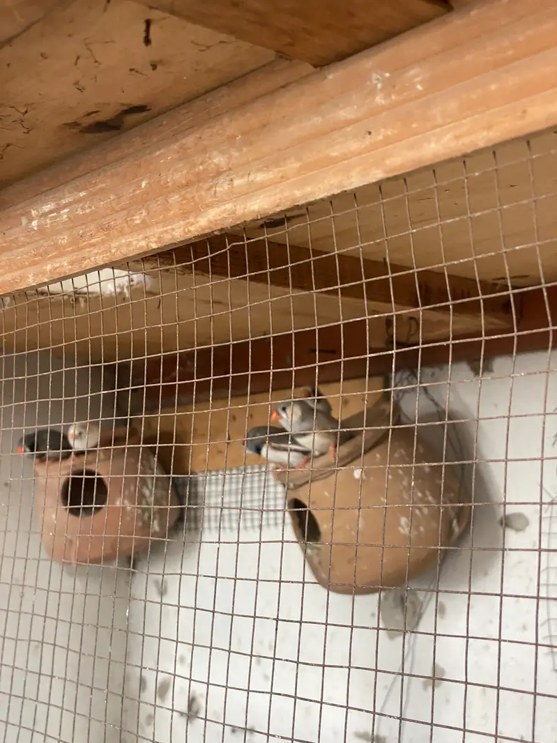 Finches and dove — photo 10