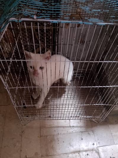 for sale only watssap 03222454539