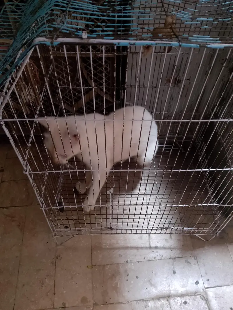 for sale only watssap 03222454539 — photo 2