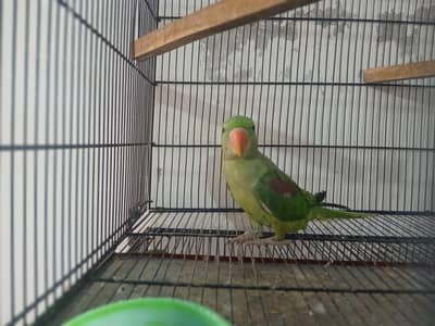 8 months Raw parrot