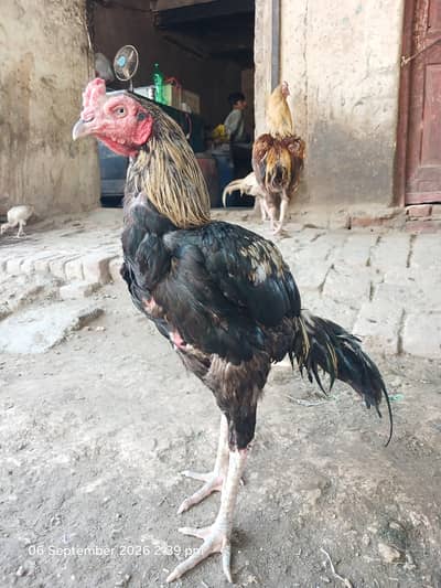 Assel miya  wali  contact 03067005580