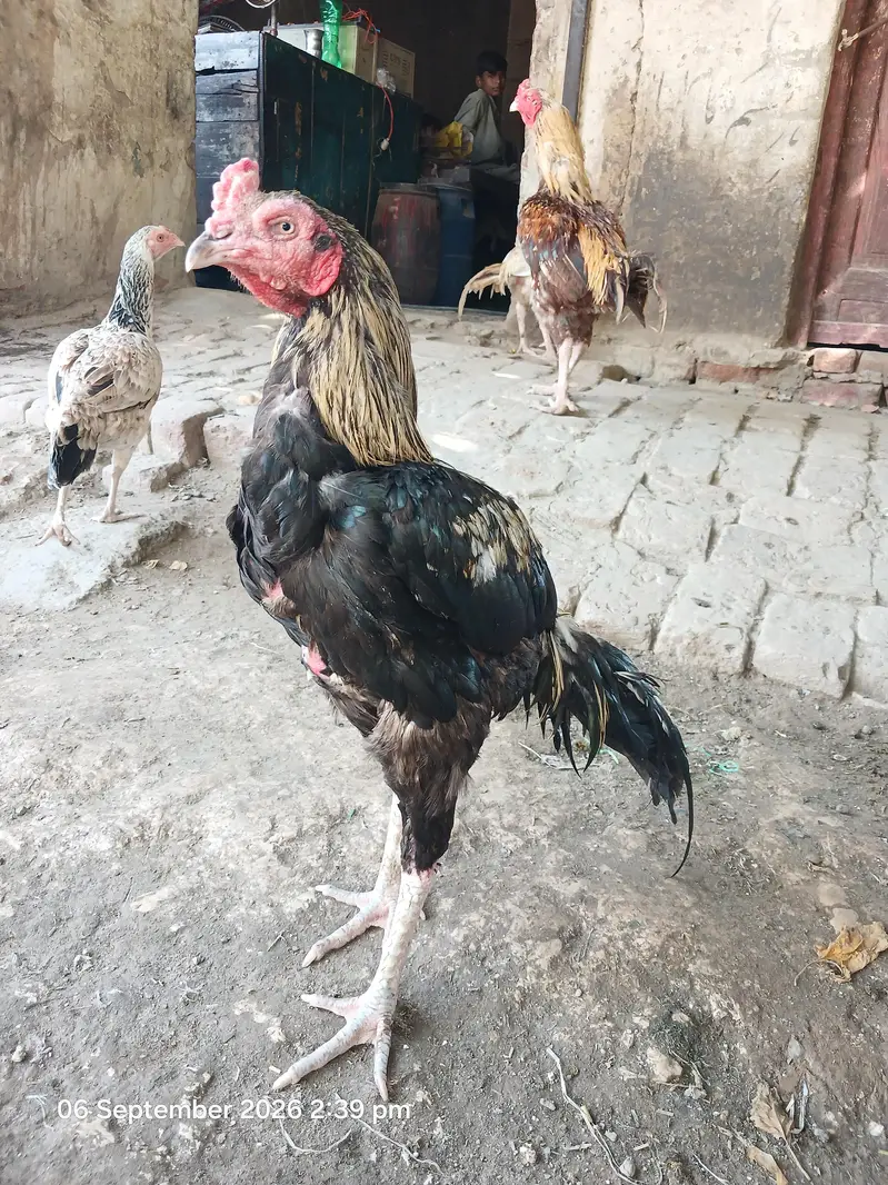 Assel miya  wali  contact 03067005580 — photo 2