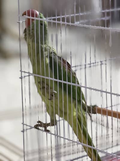 Green Parrot (pahari tota)