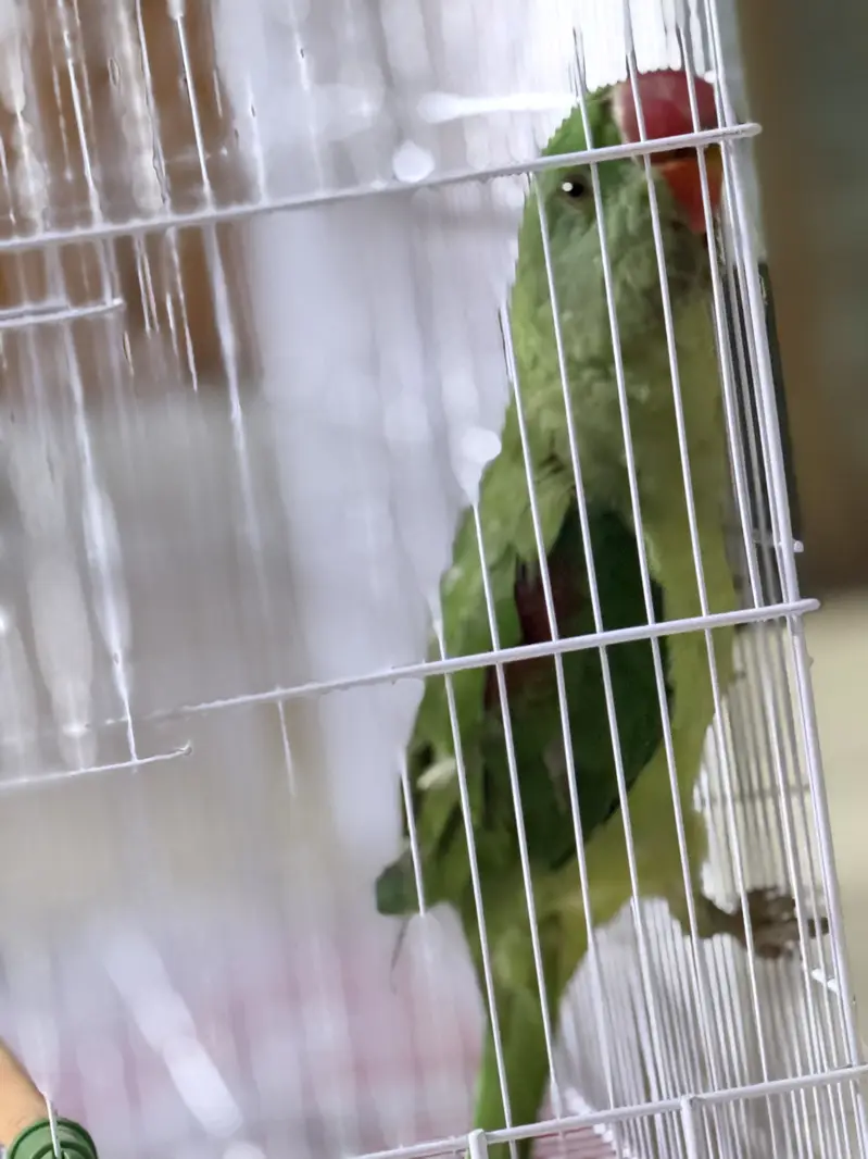 Green Parrot (pahari tota) — photo 2