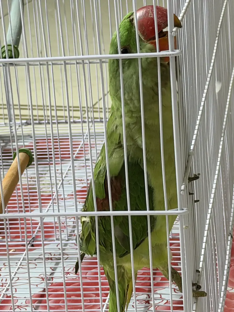 Green Parrot (pahari tota) — photo 3