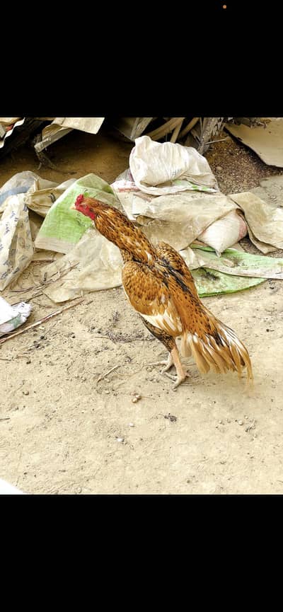 Pure aseel mianwali breed