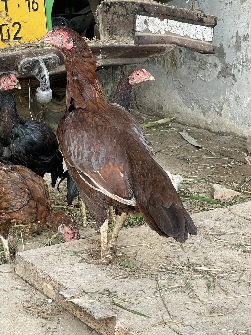 Pure aseel mianwali breed — photo 2